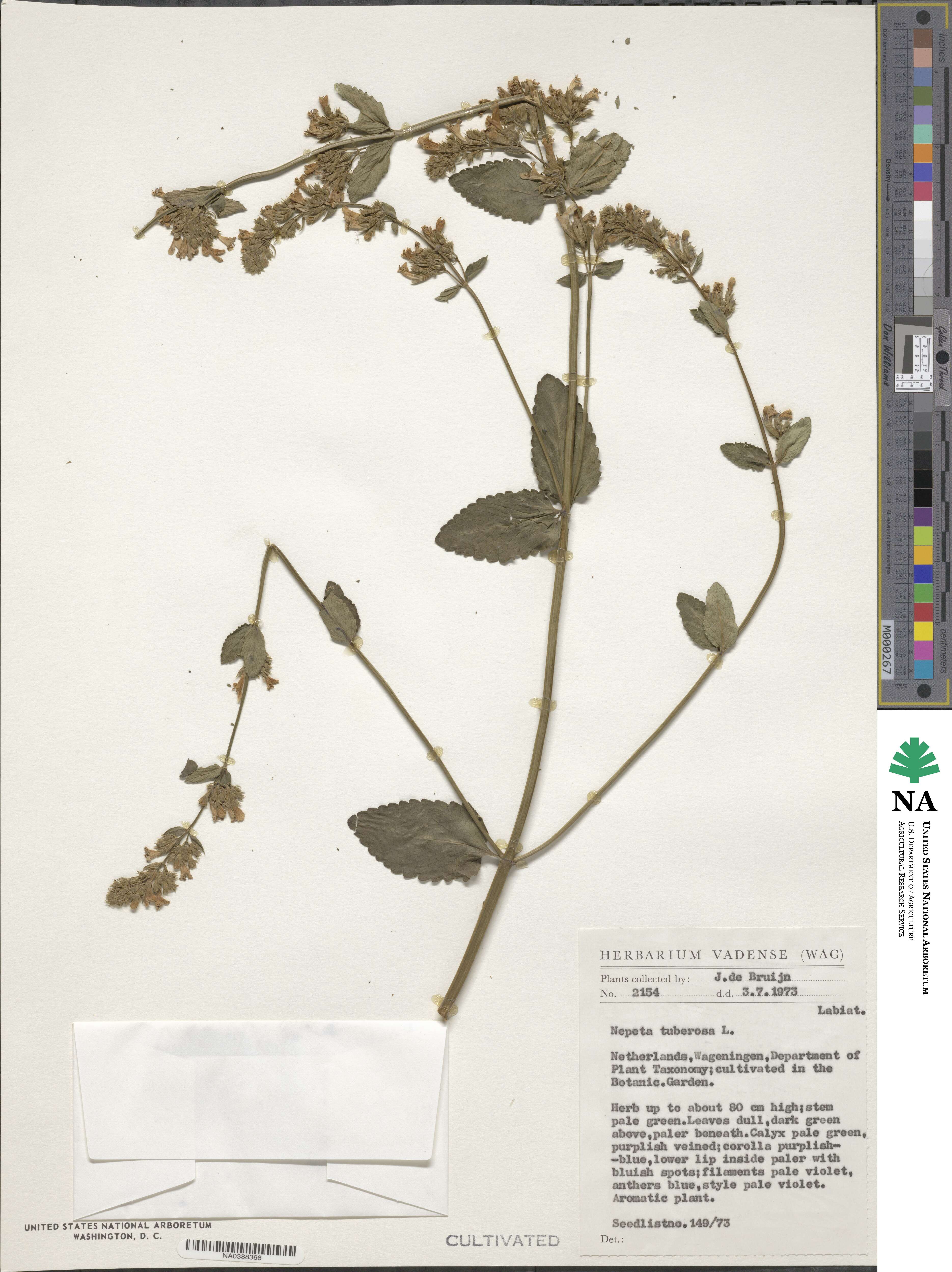 Nepeta tuberosa image