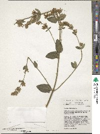 Nepeta tuberosa image