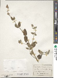 Nepeta tuberosa image