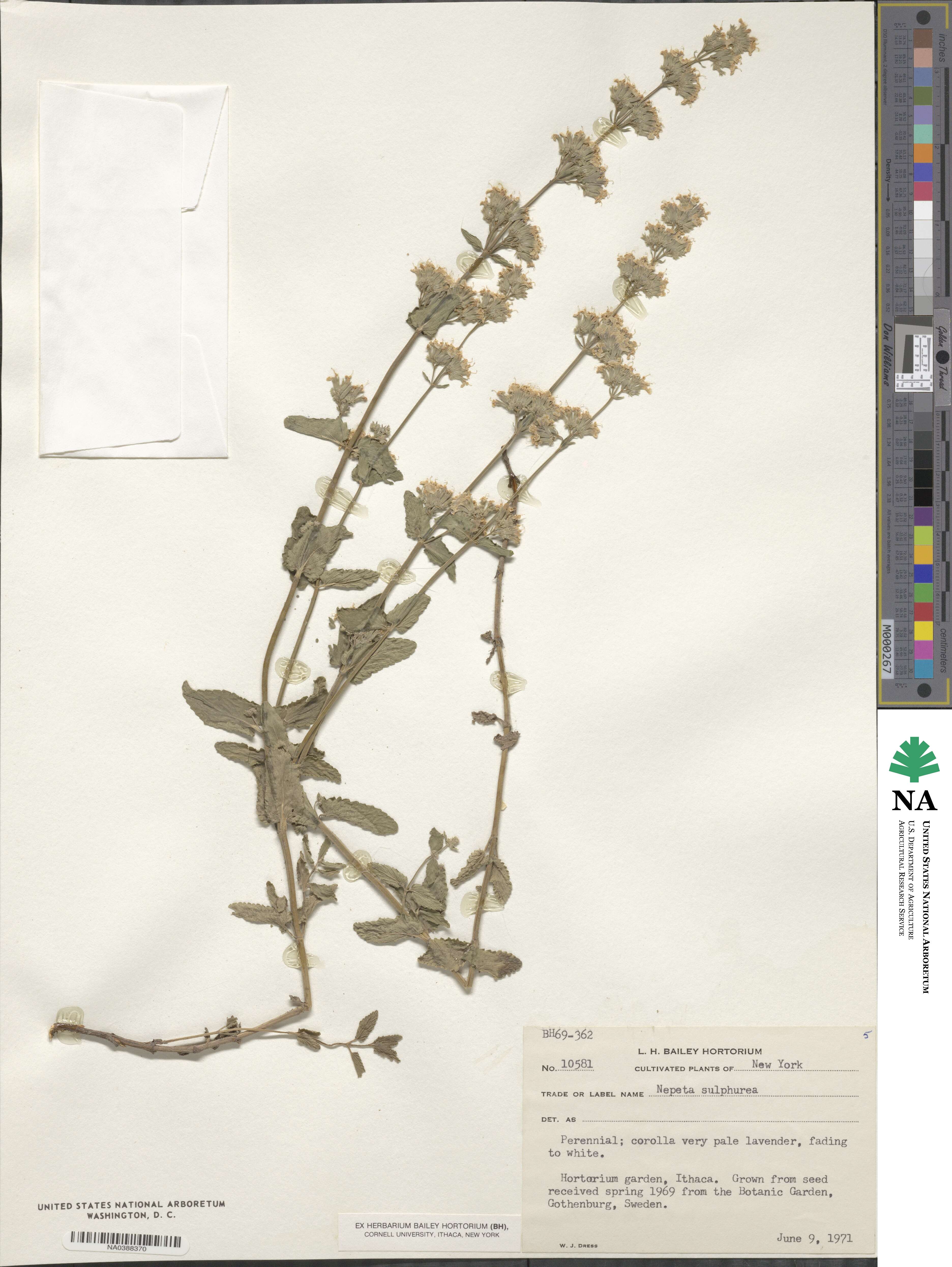 Nepeta nuda subsp. nuda image