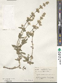 Nepeta nuda subsp. nuda image