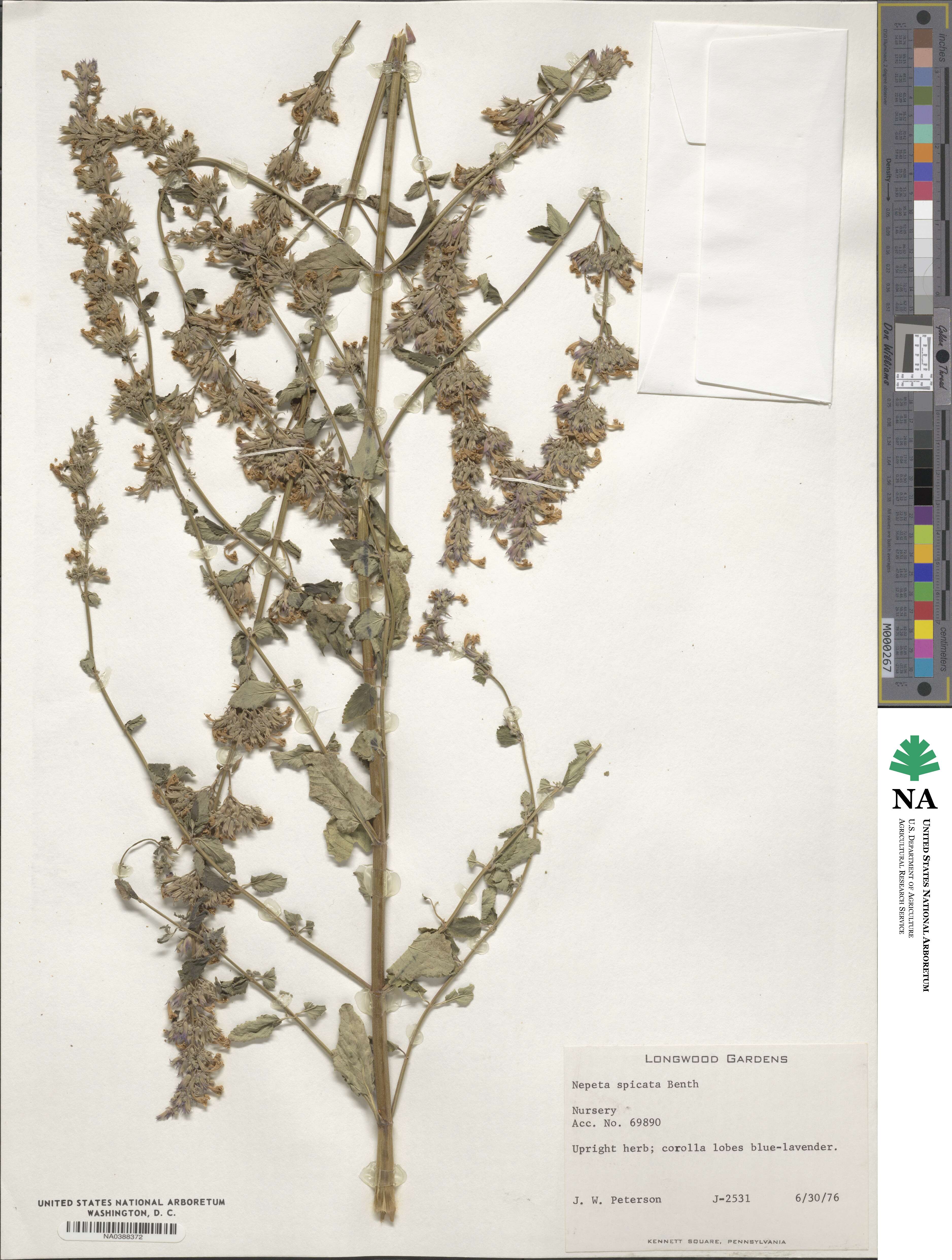 Nepeta laevigata image