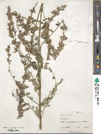 Nepeta laevigata image