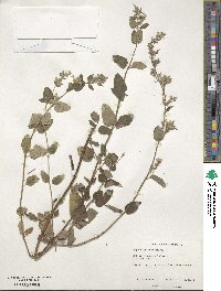 Nepeta laevigata image