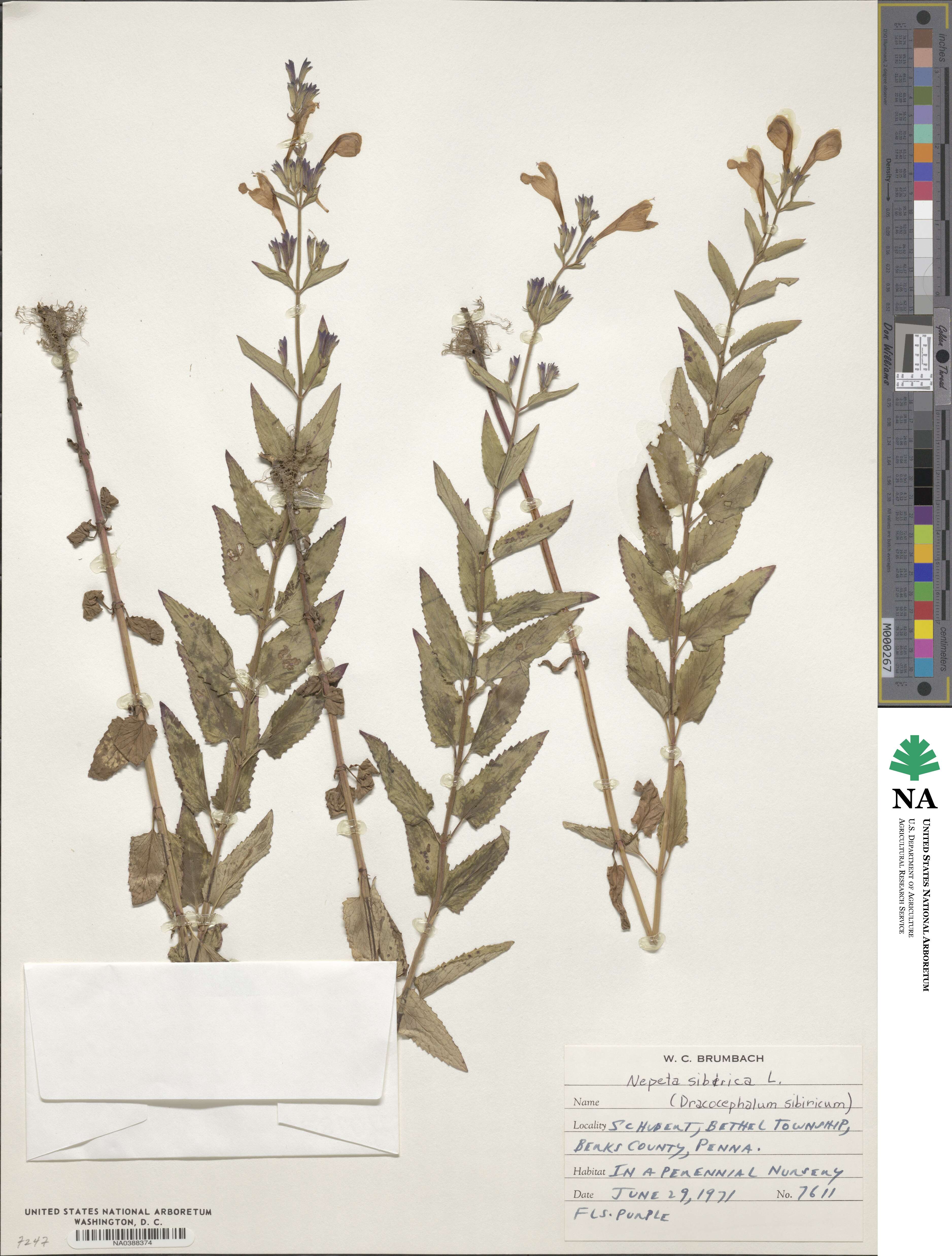 Nepeta sibirica image