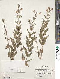 Nepeta sibirica image