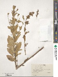 Nepeta tuberosa image