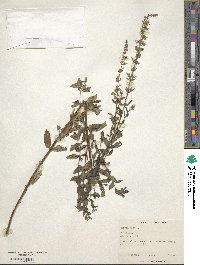 Image of Nepeta nuda