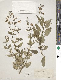 Nepeta macrantha image