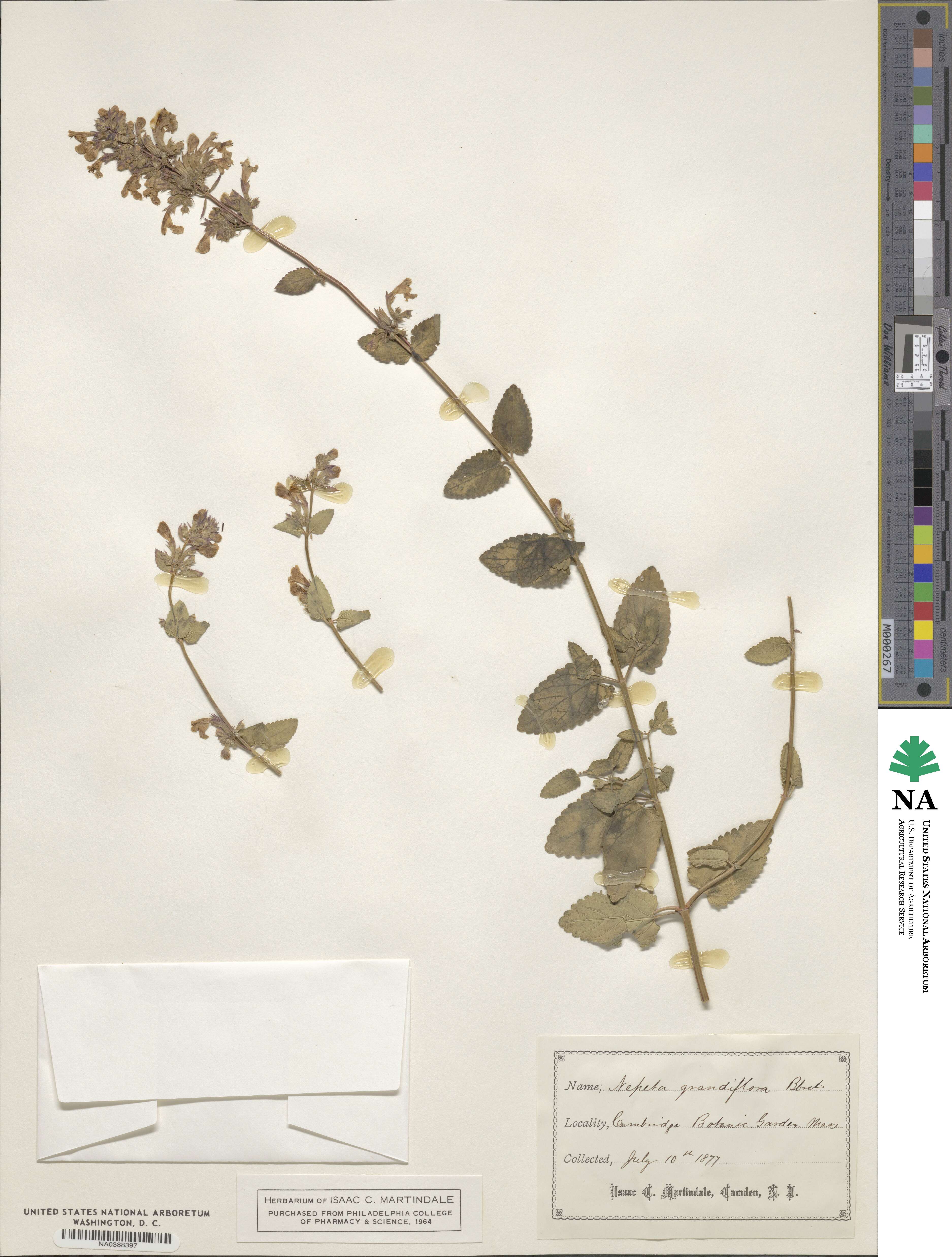 Nepeta grandiflora image