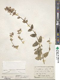 Nepeta grandiflora image