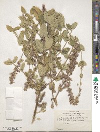 Nepeta grandiflora image