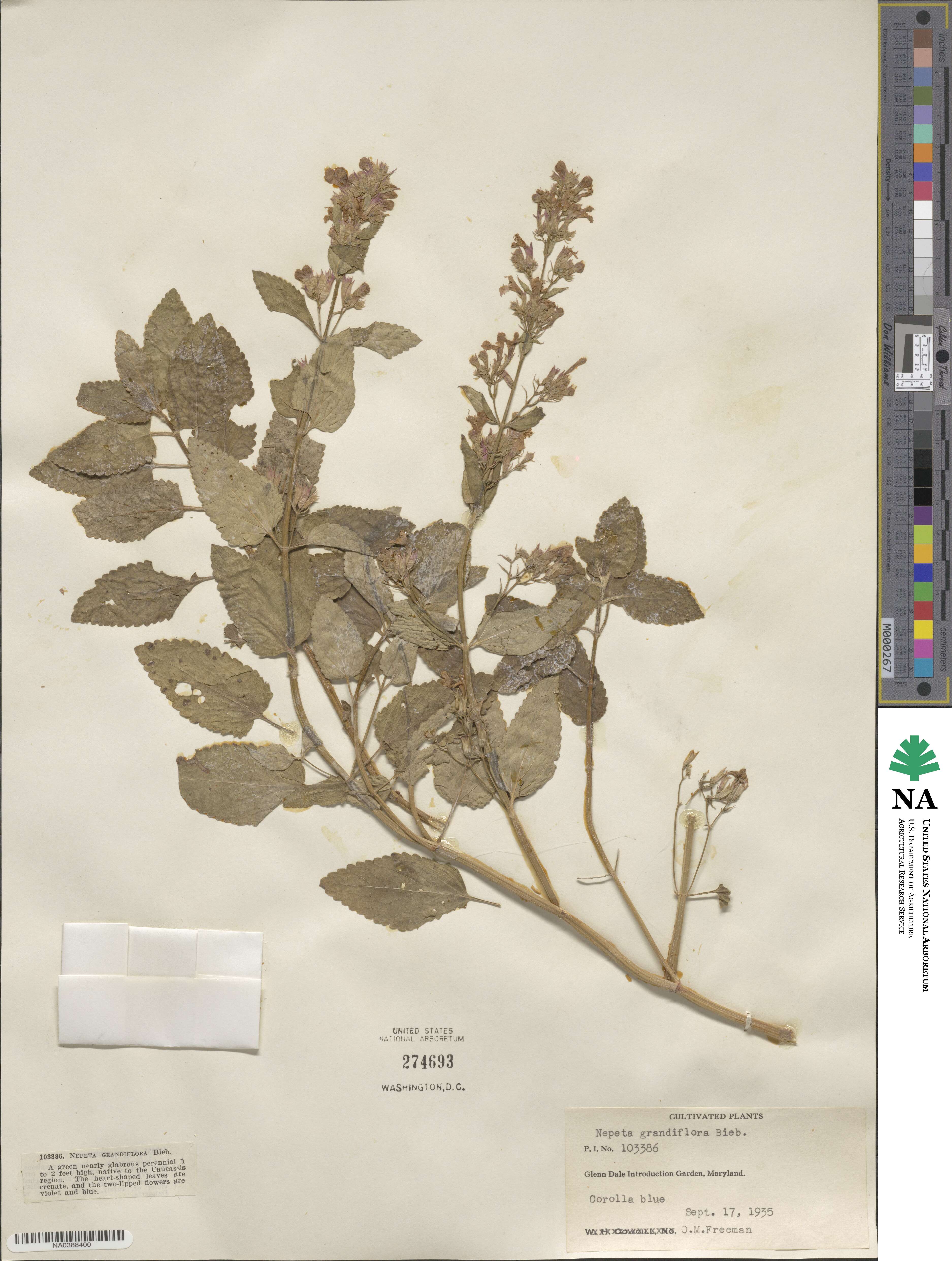 Nepeta grandiflora image