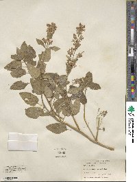 Nepeta grandiflora image