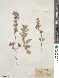 Nepeta grandiflora image