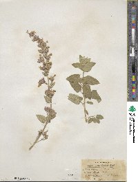 Nepeta grandiflora image