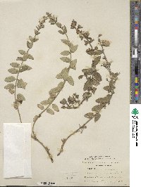 Nepeta grandiflora image