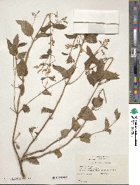 Nepeta govaniana image