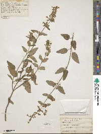 Nepeta erecta image