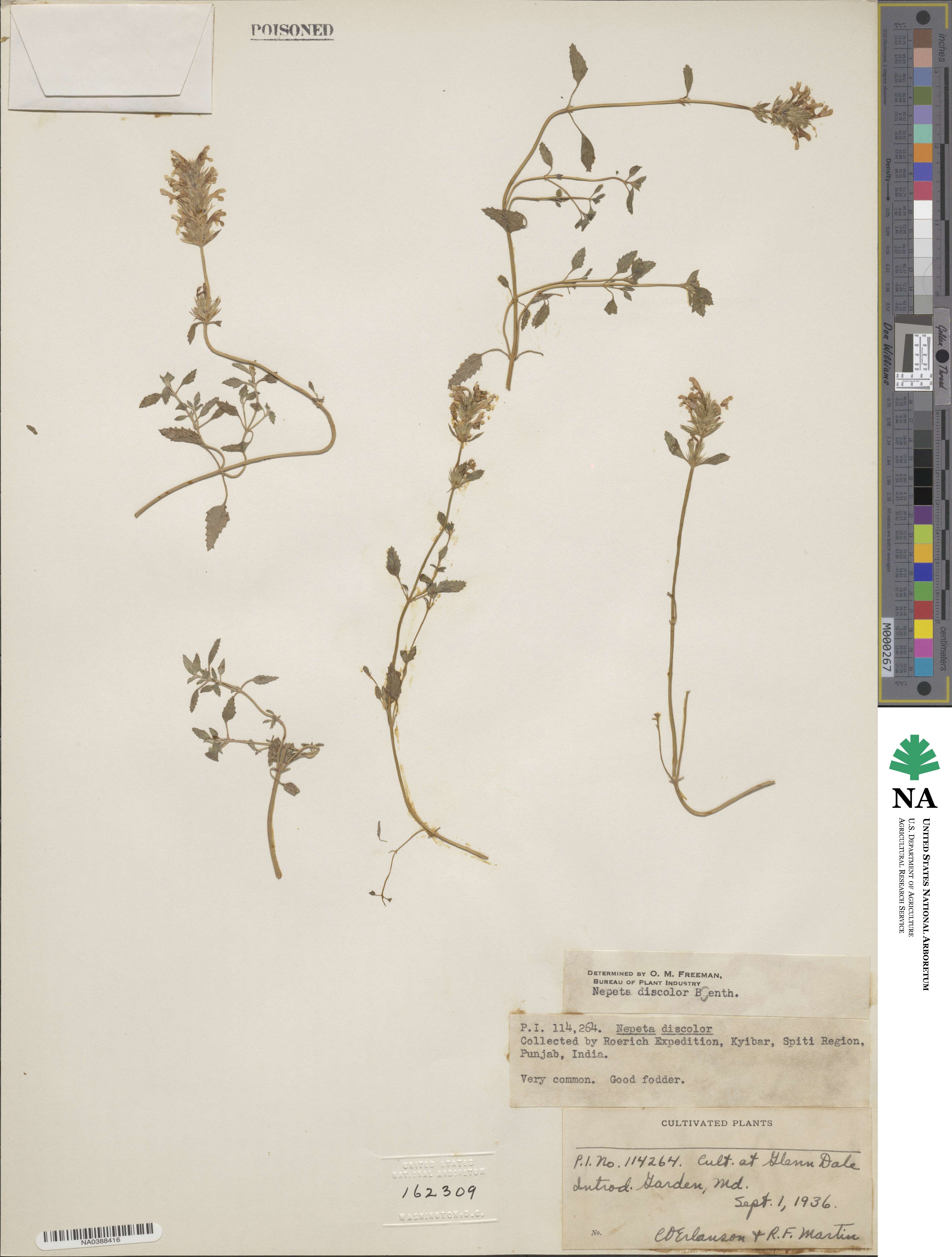 Nepeta discolor image