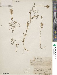 Nepeta discolor image