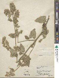 Nepeta cataria image