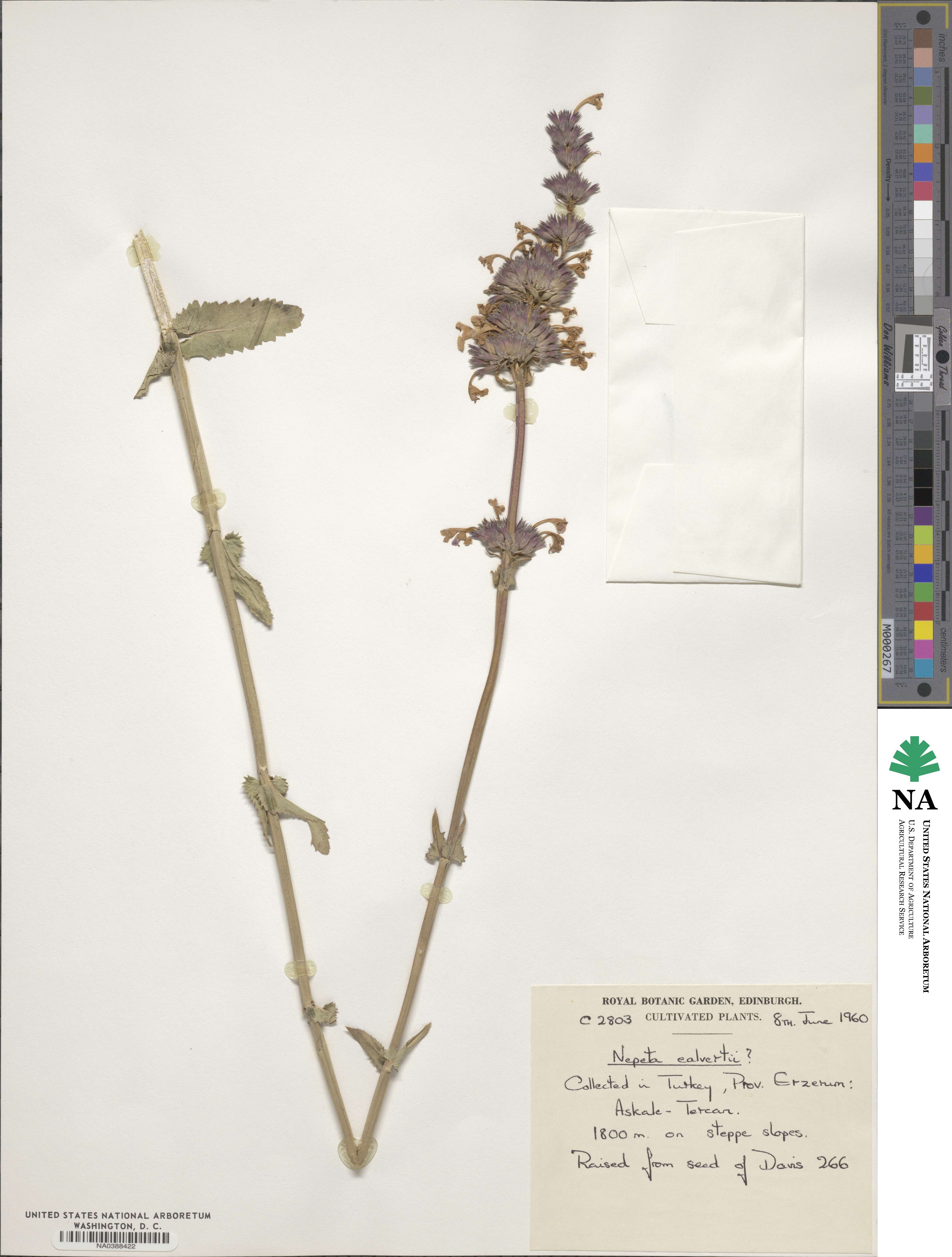 Nepeta teucriifolia subsp. teucriifolia image