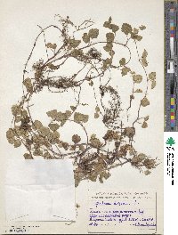 Glechoma hederacea image