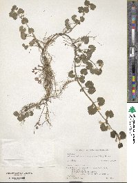 Glechoma hederacea image