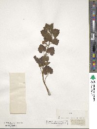 Glechoma hederacea image