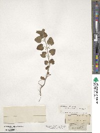 Glechoma hederacea image