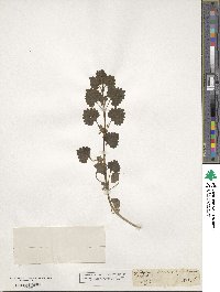 Glechoma hederacea image