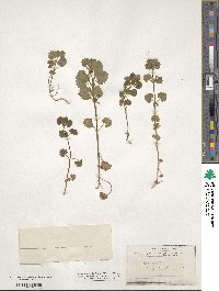 Glechoma hederacea image