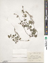 Glechoma hederacea image