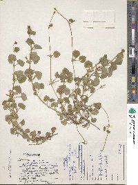 Glechoma hederacea image