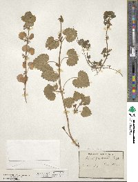 Glechoma hederacea image