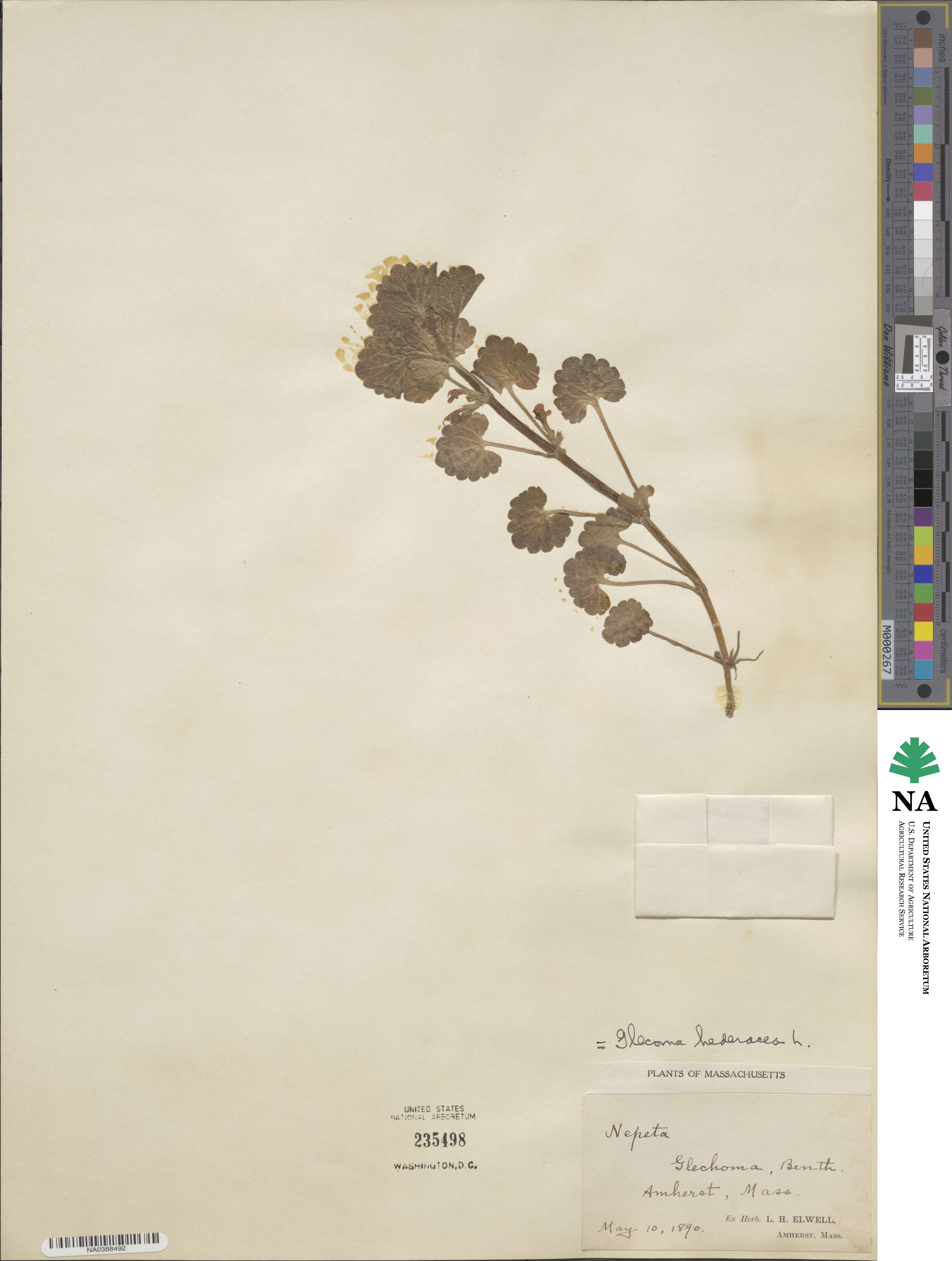 Glechoma hederacea image