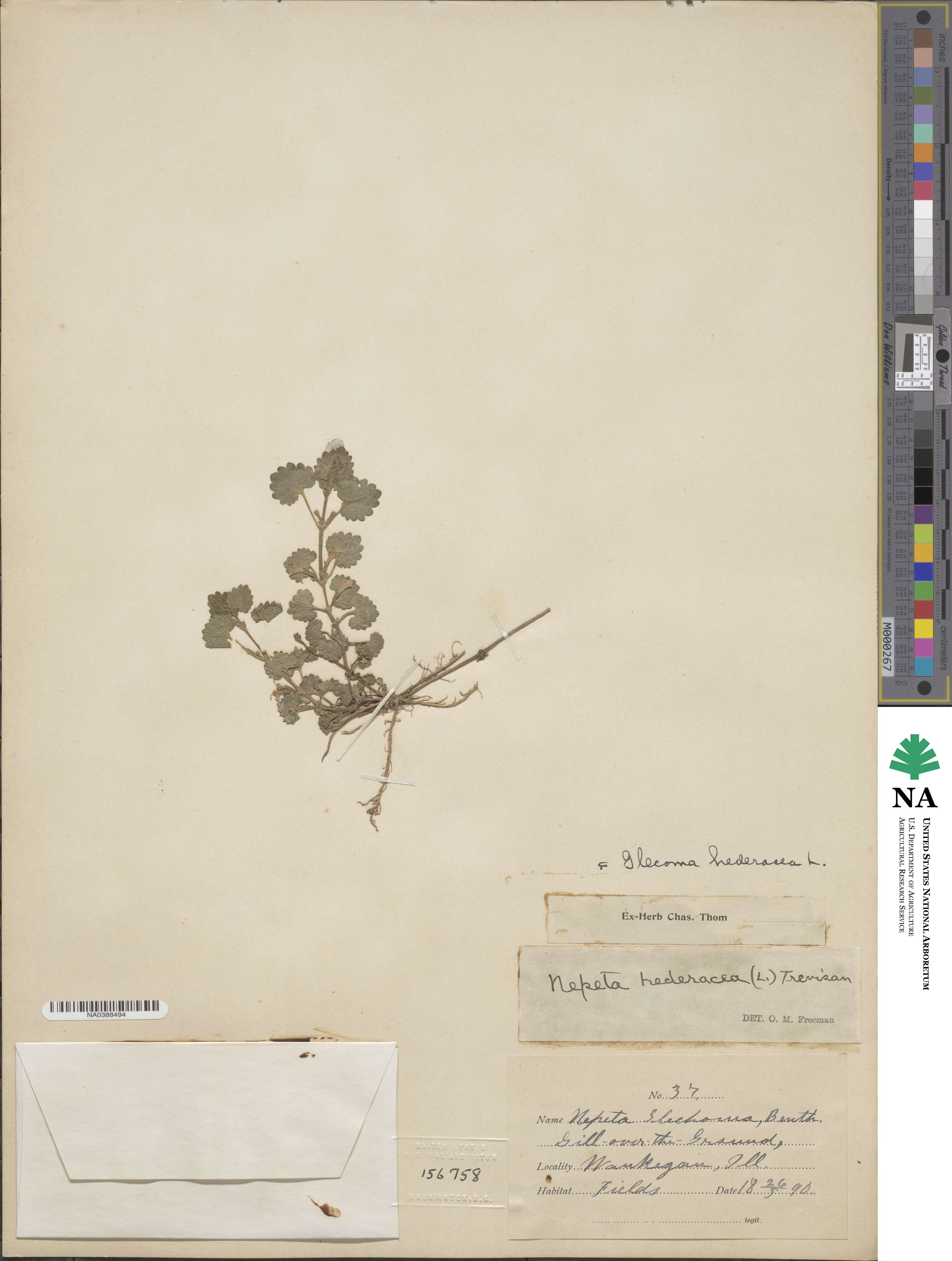 Glechoma hederacea image