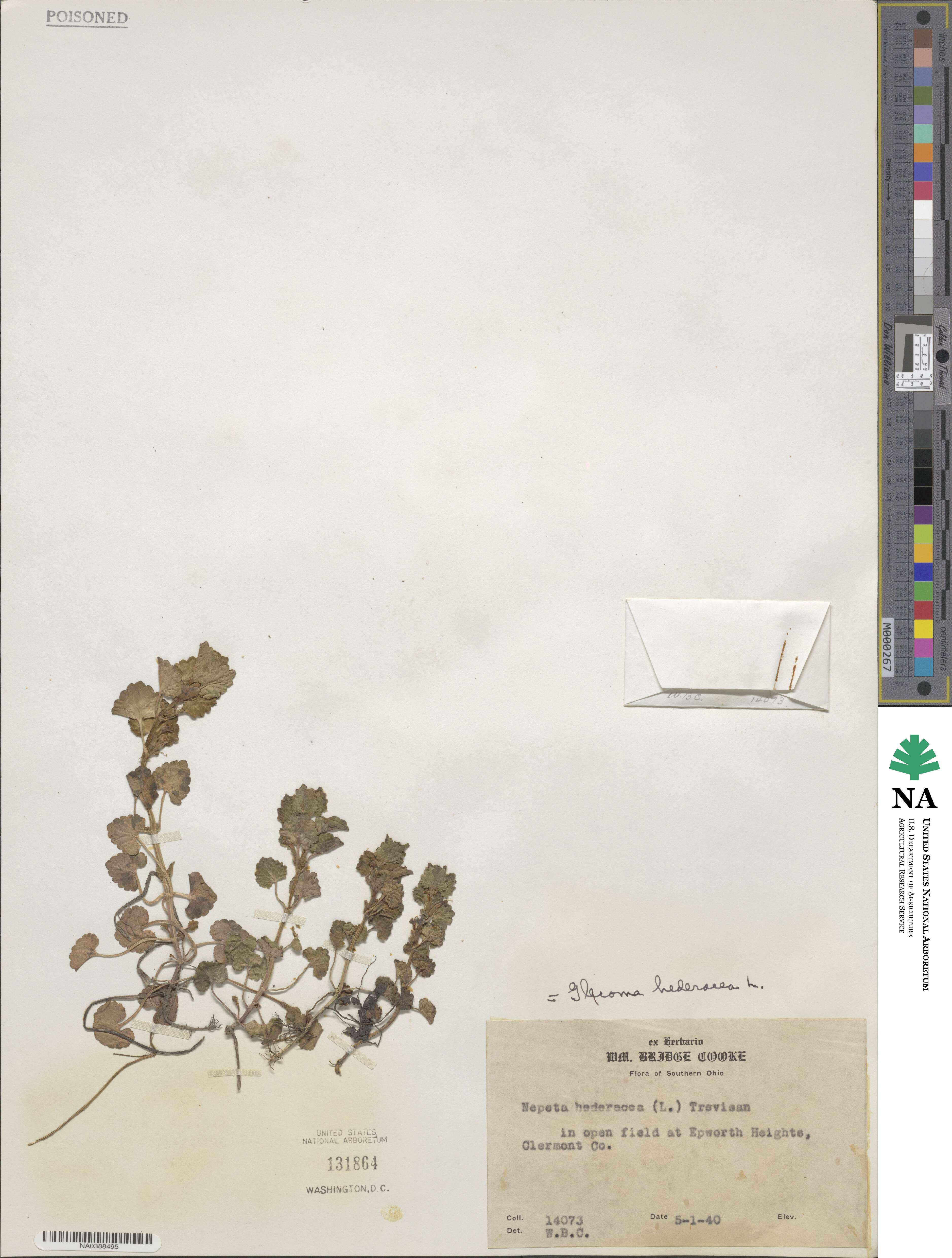 Glechoma hederacea image