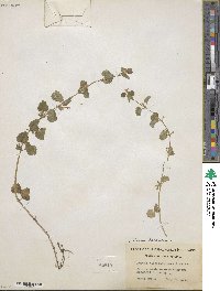 Glechoma hederacea image