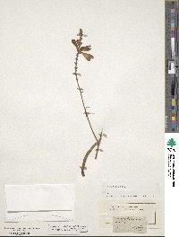 Physostegia virginiana image