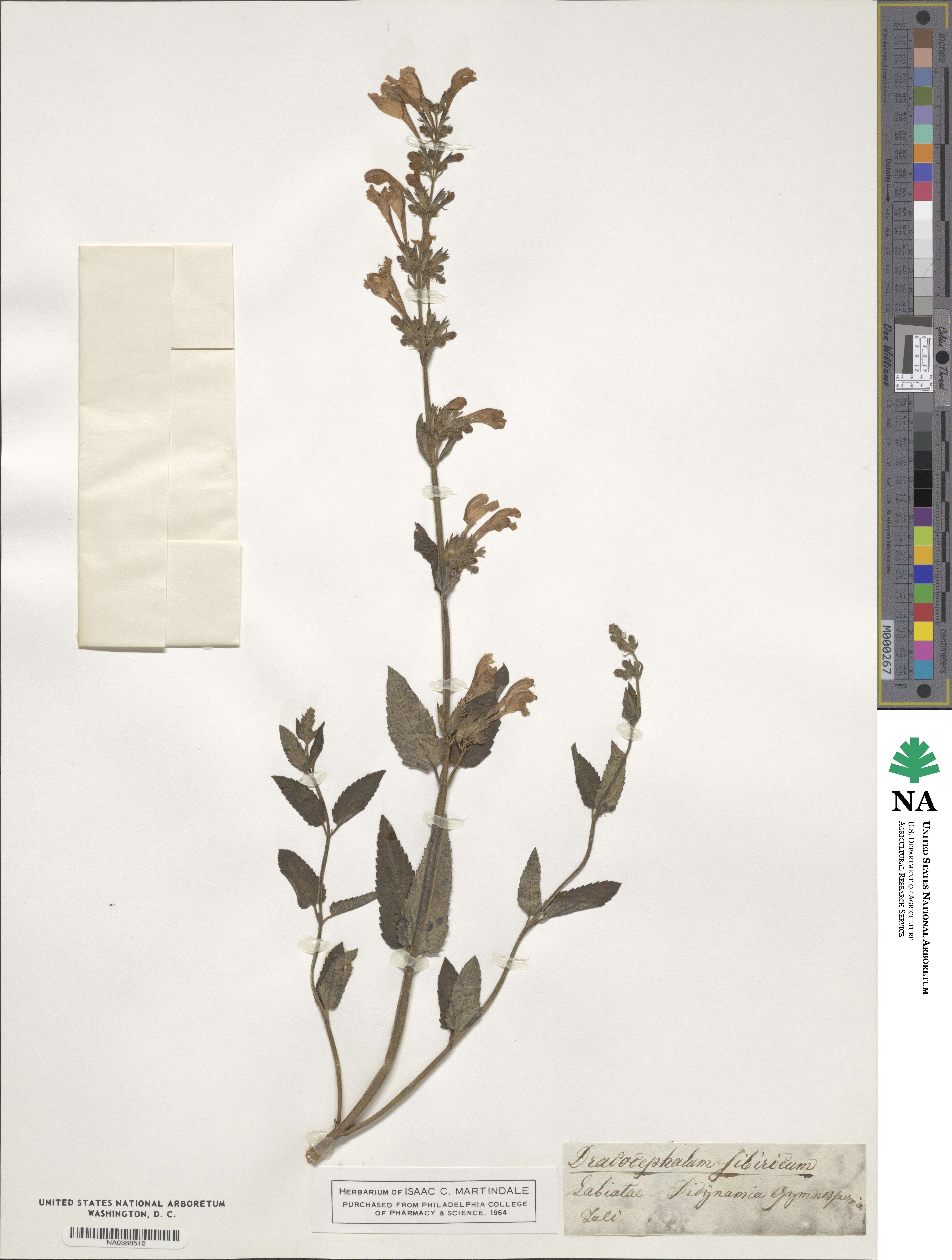 Nepeta sibirica image