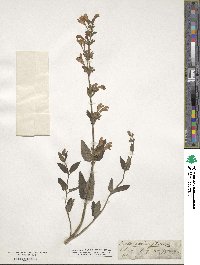 Nepeta sibirica image