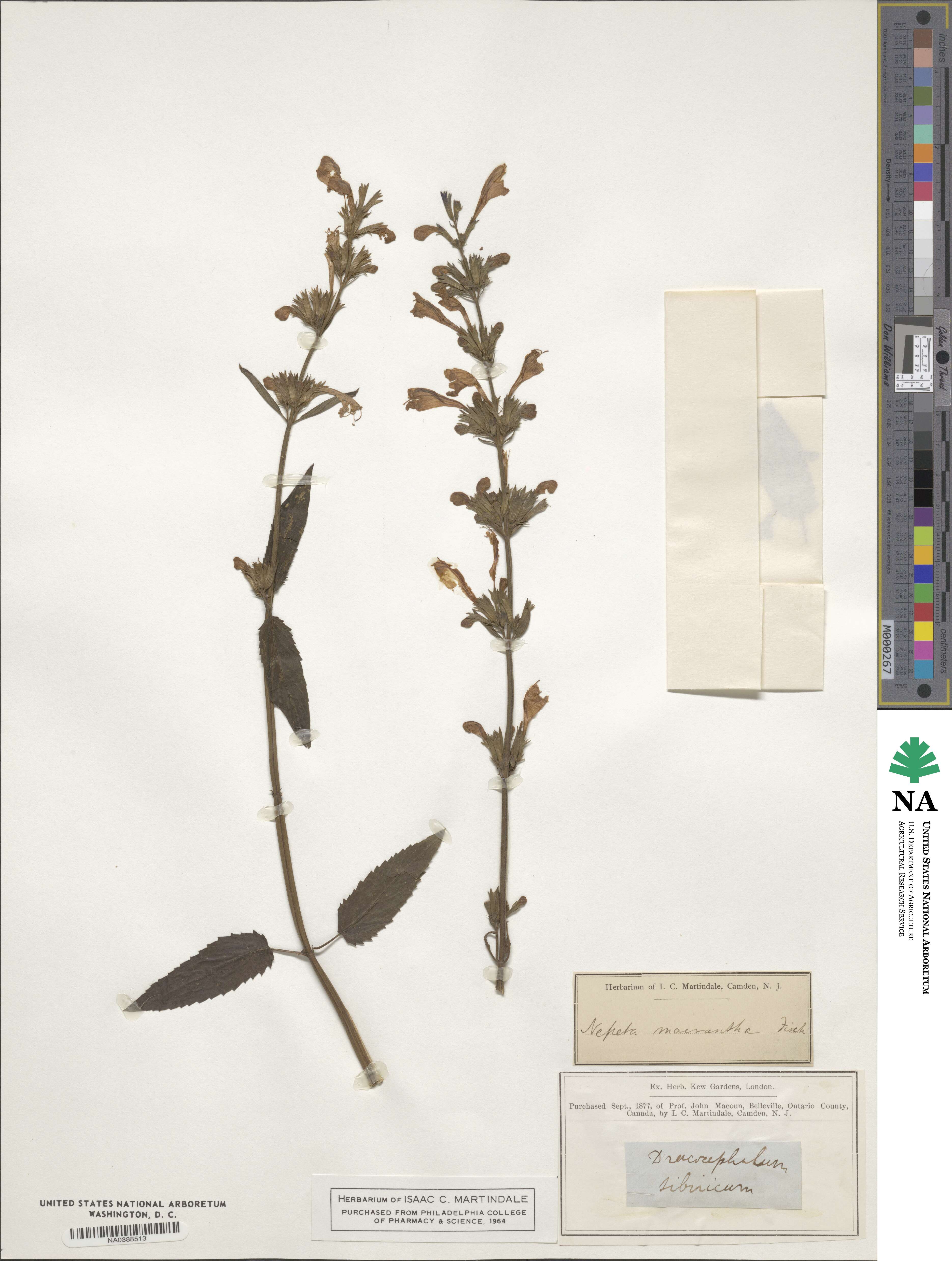 Nepeta sibirica image