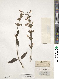 Nepeta sibirica image