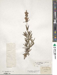 Dracocephalum ruyschiana image