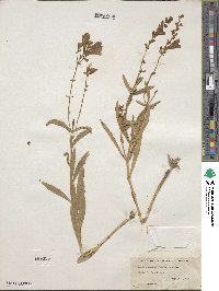 Physostegia virginiana image