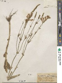 Physostegia virginiana image