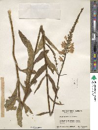 Physostegia virginiana image