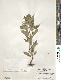 Dracocephalum parviflorum image